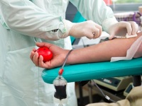 Сегодня все желающие могут сдать кровь (Фото: hxdbzxy, Shutterstock)